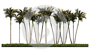 3ds rendering image of front view of palm trees on grasses field