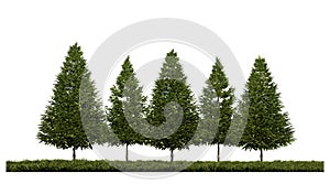 3ds rendering image of front view of pine trees on grasses field