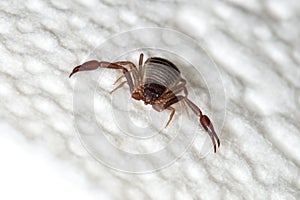 A 3mm long book scorpion with pincers