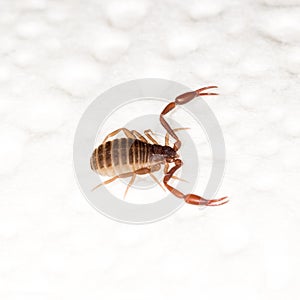 A 3mm long book scorpion with pincers