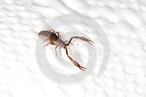 A 3mm long book scorpion with pincers