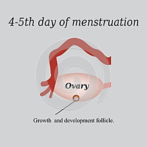 4-5 day of menstruation - the growth and