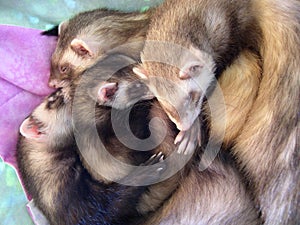 4 Beautiful Sleeping Ferrets photo