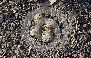 4 Bird eggs in natural soil nest