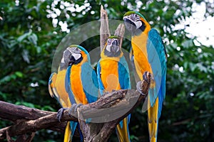 4 Blue-and-Yellow Macaw parrots