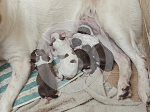 4 cute and adorable puppies just few hours old, still blind and very hungry, suckling on their mother`s teats