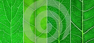 4 different green leaf close-up