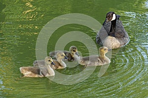 4 ducklings and their mother, swim in the moat of Haus Dellwig, Moated Castle in Westfalia