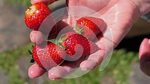 4 fresh strawberries in hand