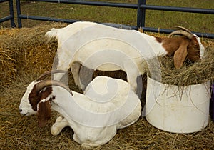 4-H goats at a county fair in kentucky