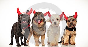 4 happy little dogs celebrating halloween