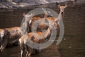 4 hinds