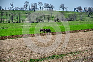 4 Horse Team Pulling an Antique Amish Plow so Farmer can Seed his Field