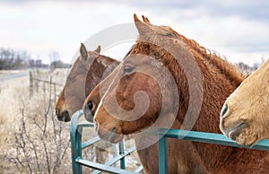 4 horses standing by a gate in a meadow on Wolfe Island, Ontario, Canada