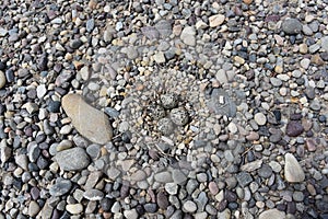 4 Killdeer eggs camouflaged in the river rocks, almost ready to hatch.