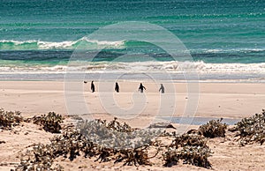 4 King Penguins walk to the surf on Volunteer Beach, Falklands, UK