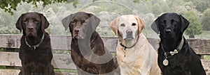 4 labradors