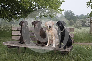 4 labradors