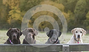 4 labradors