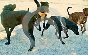 4 large dogs running