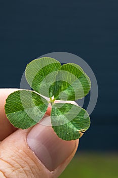 4-leaf clover in fingers with blue and green background