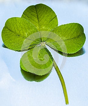 4-Leaf Clover on Metal