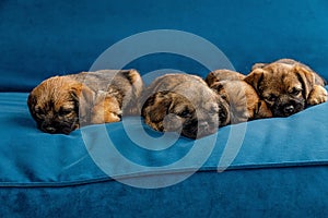 4 little beautiful puppies on a blue sofa