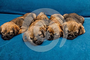 4 little beautiful puppies are sleeping on a blue sofa
