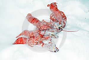 4 Lobsters Chilling in Snow