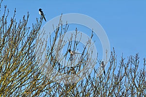 4 magpies in a tree. 4 for a boy`