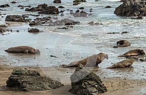 4 males, 1 female on beach at Elephant Seal Vista Point, San Simeon, CA, USA