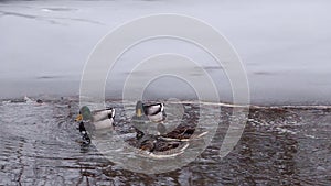 4 mallard ducks winter swim in the C&O Canal - Great Falls National Park