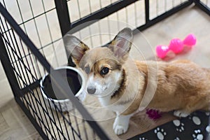 4 month old welsh corgi puppy in a crate during a crate training