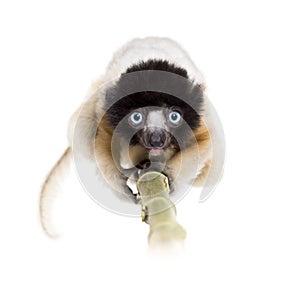 4 months old approaching baby Crowned Sifaka looking at camera