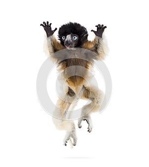 4 months old baby Crowned Sifaka jumping against white