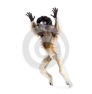 4 months old baby Crowned Sifaka jumping against white