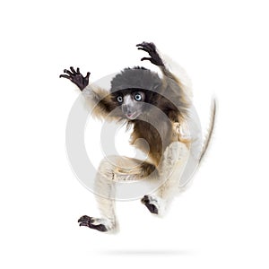 4 months old baby Crowned Sifaka jumping against white