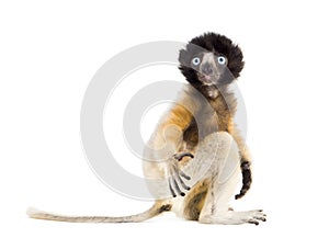 4 months old baby Crowned Sifaka sitting against white