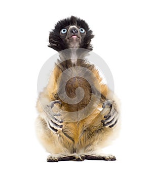 4 months old baby Crowned Sifaka sitting against white