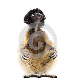 4 months old baby Crowned Sifaka sitting against white