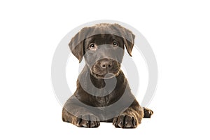 4 months old brown labrador retriever puppy lying down seen from the front, with its paws in front of her and looking straight at