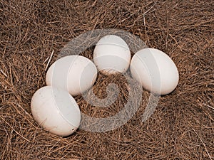 4 ostrich eggs on a haystack nest