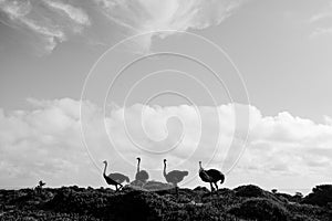 4 Ostriches