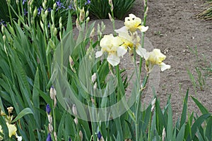 4 pale yellow flowers of irises