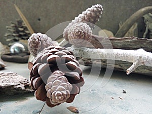 4 pine cones in a different angle