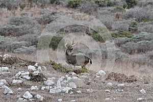 4 point Black-Tailed Buck making sure he is not being followed