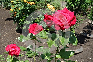 4 red flowers of roses in mid June