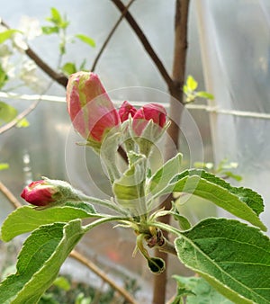 4 Reddish Granny Smith Malus sylvestris Apple Blossoms Under Plastic Tent 2