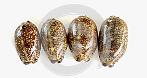 4 Seashell cowries