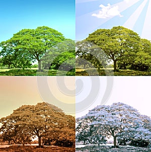 4 seasons on a tree